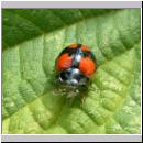 Adalia bipunctata - Zweipunkt 06.jpg